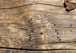 Средства защиты древесины
